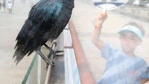 [고양이 눈]거참 시원하다