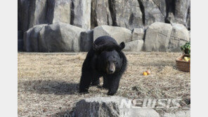 김천 수도산 반달곰, 구미 금오산서 발견
