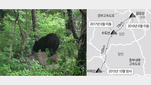 김천 반달곰, 이번엔 구미까지 갔다