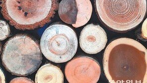 [고양이 눈]개성