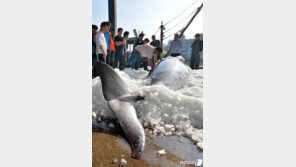‘바다의 로또’ 밍크고래, 포항서 3867만원에 위판