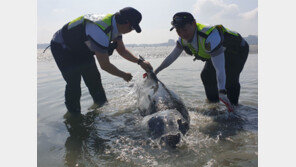 태안 갯벌에 갇힌 멸종위기 남방큰돌고래 구조