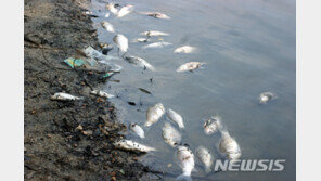 대구 신천서 물고기 떼죽음…환경 당국 원인 조사