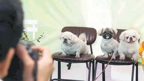 [고양이 눈]내 포즈 어떤가요?