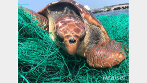 제주 하도리 해안가서 탈진한 붉은 바다거북 발견