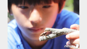 제주서 멸종위기 2급 두점박이사슴벌레 40개체 방사