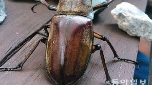 건드리지 마![고양이 눈]