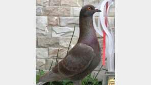 8243만원짜리 비둘기