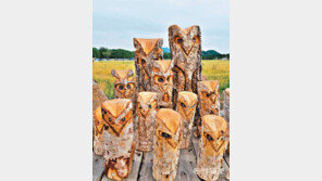 가족사진[고양이 눈]