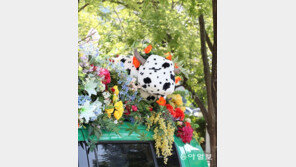 꽃 같지 않‘소’?[고양이 눈]