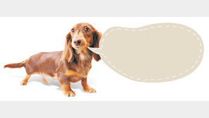 멍멍, 주인님 펫보험 여기저기 중복가입 걸러낸대요