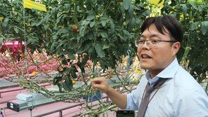 약되는 천연 작물, 스마트팜서 무럭무럭