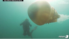 “이 크기 실화?”…英남서부 해안서 거대 해파리 목격