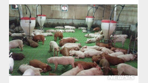 25일부터 사육돼지에 남은음식물 직접 급여 금지…아프리카돼지열병 예방