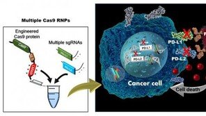 국내 연구진, 혈액암 세포 면역 높이는 ‘유전자 가위 기술’ 개발