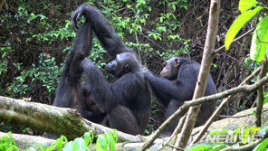 침팬지도 ‘영화 데이트’ 뒤 커플될 확률 높아져