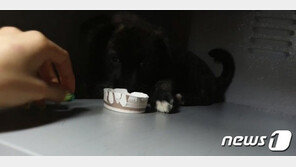 물품보관함 갇혀 낑낑대던 강아지 유명BJ 신고로 구조