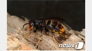 ‘꿀벌 사냥꾼’ 등검은말벌 생태계 교란생물 지정
