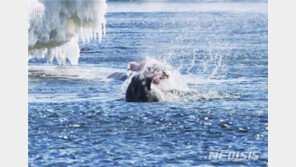 ‘남극순둥이’ 웨델물범, 아델리펭귄 사냥 모습 세계 최초 포착