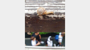 달팽이의 시선[고양이 눈]