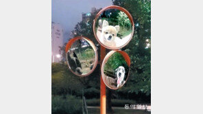 빼꼼[고양이 눈]