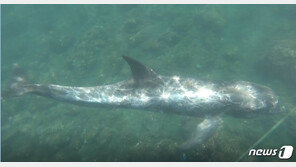 큰머리돌고래, 제주 앞바다 공사현장에 갇혔다 구조