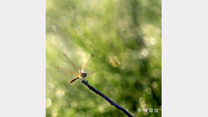 이른 가을 소식[고양이 눈]