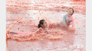[청계천 옆 사진관]‘황금반지를 찾아라’ 화천 토마토 축제 개막