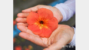 능소화[고양이 눈]