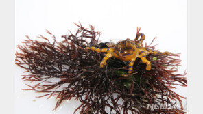 부산 기장 앞바다서 맹독성 ‘파란선 문어’ 잇따라 출현…“청산가리 10배”