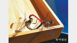 사랑의 짝짓기[고양이 눈]