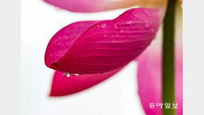 연꽃 이슬[고양이 눈]