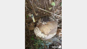 논산에서도 세계적 희귀종 ‘댕구알버섯’ 발견