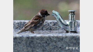 물 좀 주소[고양이 눈]