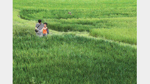 곤충 채집[고양이 눈]