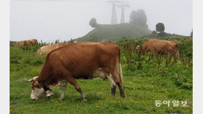 고기 덜 먹으면 온난화 속도 늦춘다