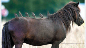 말 탄 새[고양이 눈]