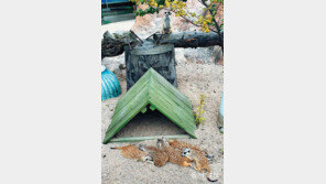 불침번[고양이 눈]