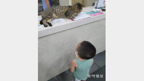 방 줄까, 야옹∼[고양이 눈]