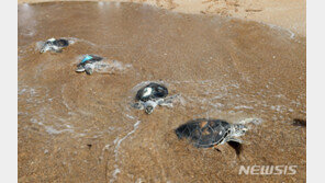 멸종위기 바다거북 14마리 제주 바다에 방류