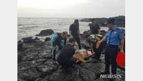 해경, 서귀포 해안가서 폐그물에 걸린 바다거북 2마리 구조