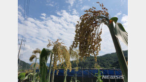 [날씨] 아침·저녁으로 ‘선선’…남부·제주 등 곳곳에 비