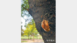 여름이 떠난 자리[고양이 눈]