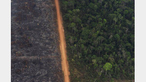 브라질 대통령, 아마존 열대우림 바깥지역에 방화 허용 대통령령 발표
