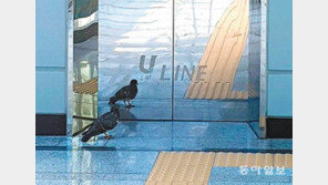 열려라 참깨[고양이 눈]