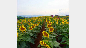 경남 함안 ‘강주 해바라기 축제’, 가을 정취 물씬 …해바라기 수백만 송이 장관