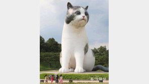 대형 고양이[고양이 눈]