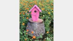 새들의 별장[고양이 눈]