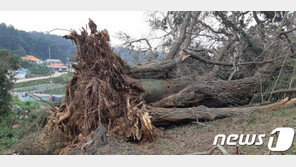 ‘링링’ 강타…500년 된 강화도 느티나무 절단 등 보호수 큰 피해
