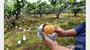 낙과 피해농가에 지원사격…정부, 사과·배 6000t 수매 지원
